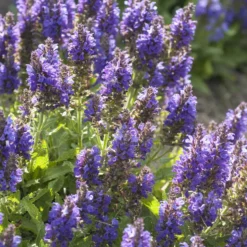 Wald-Salbei Marcus - Blaue Blüten den ganzen Sommer