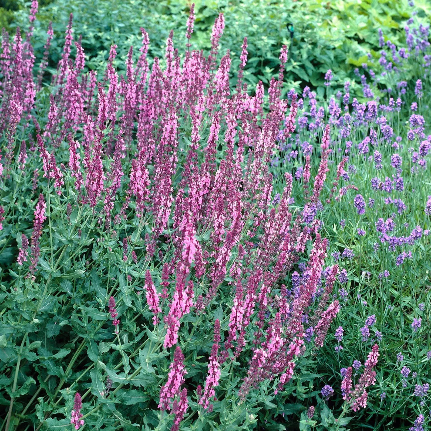 Wald-Salbei Rose Queen - Rosa Blüten den ganzen Sommer