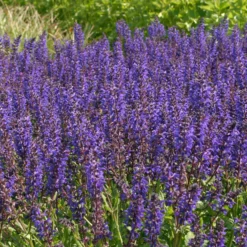 Wald-Salbei Viola Klose - Tiefviolett, blüht monatelang