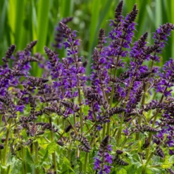 Wald-Salbei Viola Klose - Tiefviolett, blüht monatelang