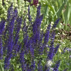 Wald-Salbei Viola Klose - Tiefviolett, blüht monatelang