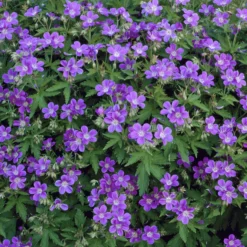 Wald-Storchschnabel ‘Mayflower’ - Blaue Blüten im Schatten