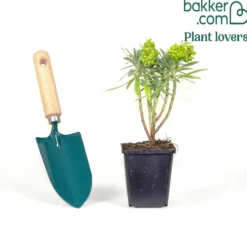 Walzen-Wolfsmilch ‘Black Pearl’ - Schwarze Blüten, sofort im Blick