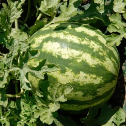Wassermelone Citrullus 'Crimson Sweet' - Süß und saftig im Garten