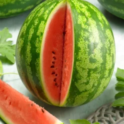 Wassermelone Crimson Sweet Bio - Süß, saftig, sonnengereift