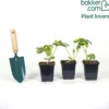 Wassermelonen Mini-Love - Süße Melonen selbst geerntet