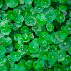 Wassernabel - Grüner Teppich fürs Wasser