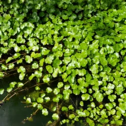 Wassernabel - Grüner Teppich fürs Wasser