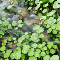 Wassernabel - Grüner Teppich fürs Wasser