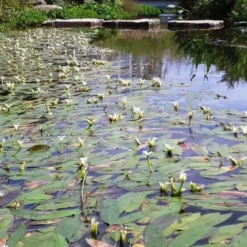 Wasser-Vanille - Duftende Blüten auf dem Wasser