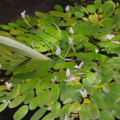 Wasser-Vanille - Duftende Blüten auf dem Wasser