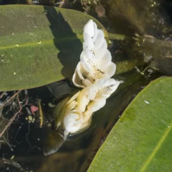 Wasser-Vanille - Duftende Blüten auf dem Wasser