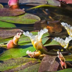 Wasser-Vanille - Duftende Blüten auf dem Wasser