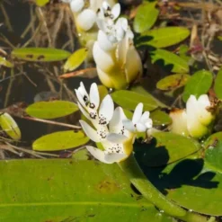 Wasser-Vanille - Duftende Blüten auf dem Wasser