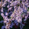 Wechselblättriger Sommerflieder - Blütenkaskade voller Falter