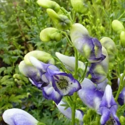 Weißblaublühender Eisenhut Bicolor - Zweifarbig blau-weiß