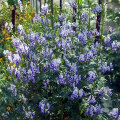 Weißblaublühender Eisenhut Bicolor - Zweifarbig blau-weiß