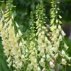 Weißblühender Fingerhut Alba - Weiße Blütenkerzen im Garten