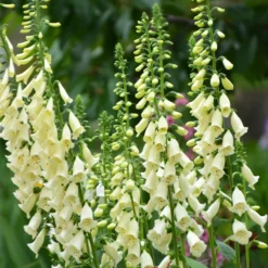 Weißblühender Fingerhut Alba - Weiße Blütenkerzen im Garten