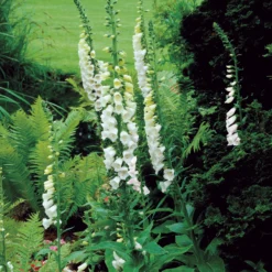 Weißblühender Fingerhut Alba - Weiße Blütenkerzen im Garten