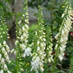 Weißblühender Fingerhut Alba - Weiße Blütenkerzen im Garten