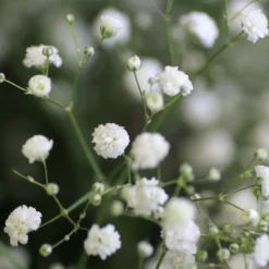 Weißblühende Stauden - Weiße Blüten, ganz leicht