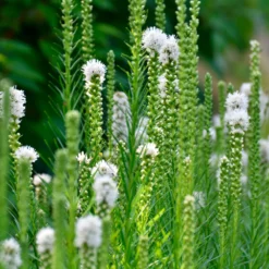 Weißblühende Stauden - Weiße Blüten, ganz leicht