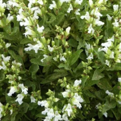 Weißblütiger Echter Salbei - Weiße Blüten, würzig gut