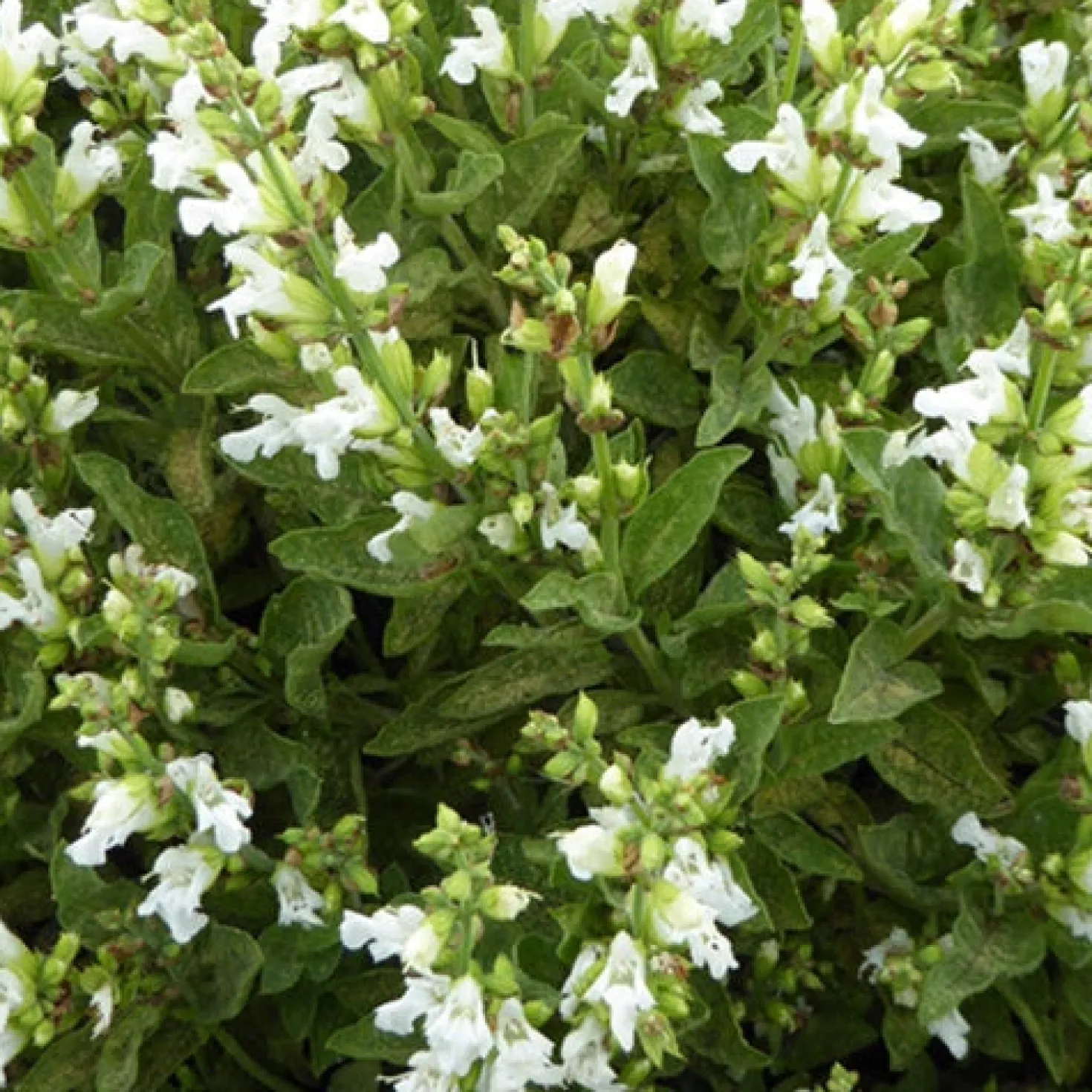 Weißblütiger Echter Salbei - Weiße Blüten, würzig gut