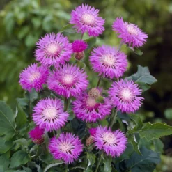 Weißblättrige Flockenblume John Coutts - Rosa Blüten den ganzen Sommer