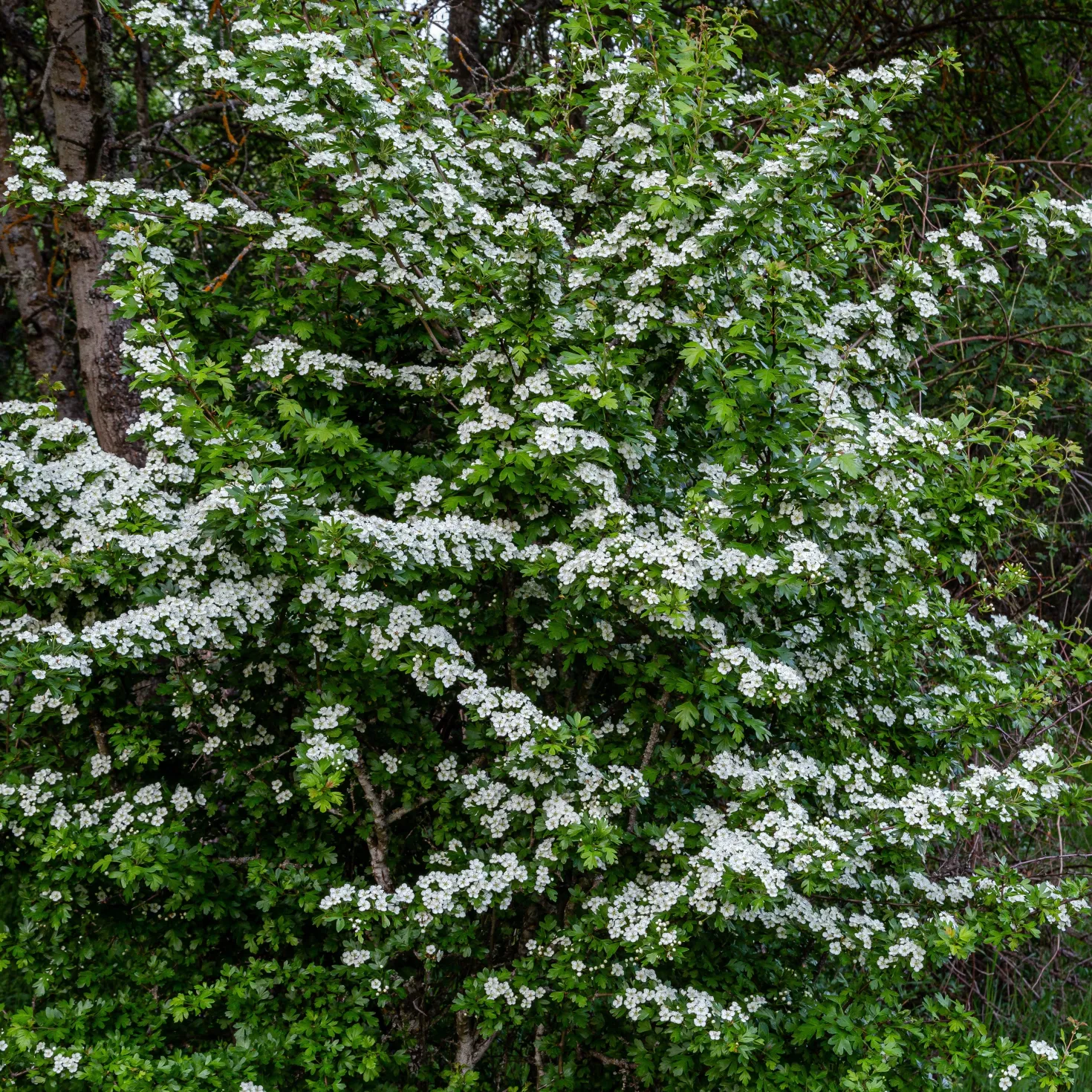 Weißdorn - Blütenhecke leicht gemacht