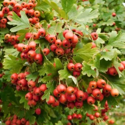 Weißdorn - Blütenhecke leicht gemacht