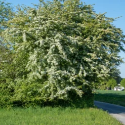 Weißdorn - Blütenhecke leicht gemacht