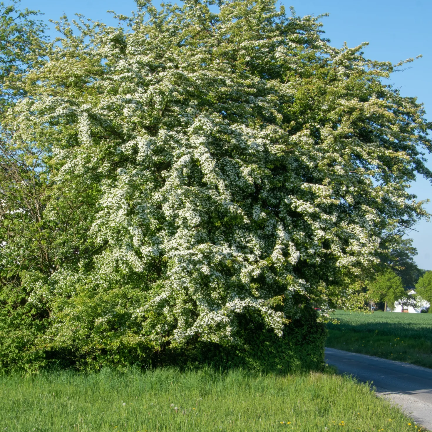 Weißdorn - Blütenhecke leicht gemacht
