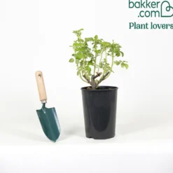 Weiße Apfelrose Alba - Duft und Robustheit vereint