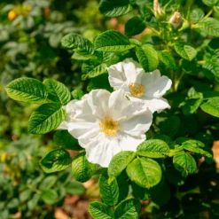 Weiße Apfelrose Alba - Duft und Robustheit vereint