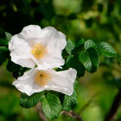 Weiße Apfelrose Alba - Duft und Robustheit vereint