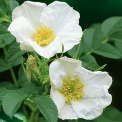 Weiße Apfelrose Alba - Duft und Robustheit vereint