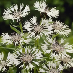 Weiße Bergflockenblume - Weiße Blüten, kaum Pflege