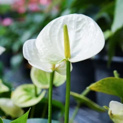 Weiße Flamingoblume /Anthurium white - Weiße Blüten das ganze Jahr