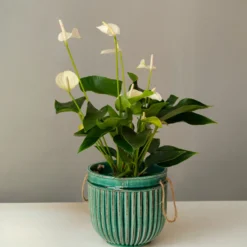 Weiße Flamingoblume /Anthurium white - Weiße Blüten das ganze Jahr