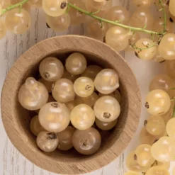 Weiße Johannisbeere White Pearl - Süße weiße Beeren