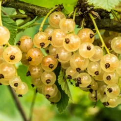 Weiße Johannisbeere Witte Hollander - Süße Ernte ganz einfach