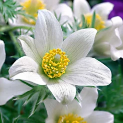 Weiße Küchenschelle - Weiße Blüten im Vorfrühling