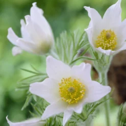 Weiße Küchenschelle - Weiße Blüten im Vorfrühling