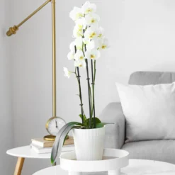 Weiße Phalaenopsis - Monatelang weiße Blüten