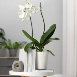 Weiße Phalaenopsis - Monatelang weiße Blüten