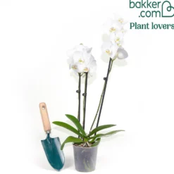 Weiße Phalaenopsis - Monatelang weiße Blüten