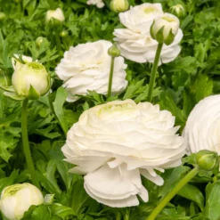 Weiße Ranunkeln - Reinweiße Rosenblüten