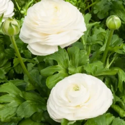 Weiße Ranunkeln - Reinweiße Rosenblüten